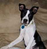 DaisyBrat