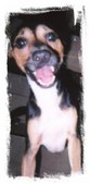 Hank Junior