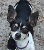 littlelulu