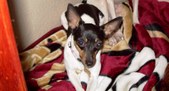 Princess Cali in CA