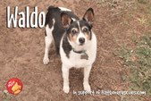 Waldo