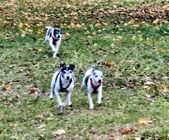 Enlarge photo 24