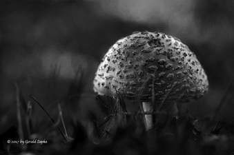 Enlarge photo 25