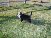 Maxx Oct. 16,2010& dog shots