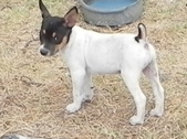 Chigaru & Zoey's Litter