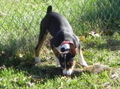 Deacon and Sheba's pups