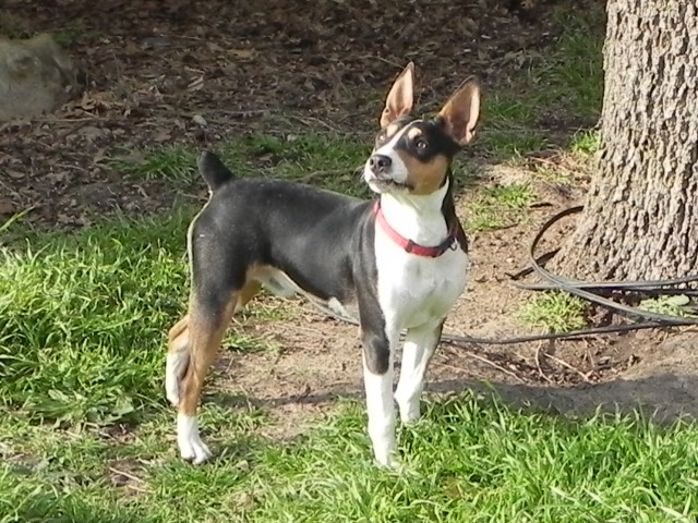 decker hunting terrier