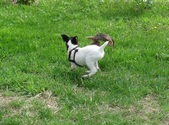 Jr. and Nanu's Puppies