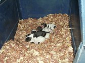 Ram & Sheba's Pups
