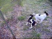 Sheba video