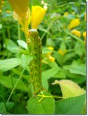Garden and Insects