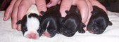 Our foundation dogs