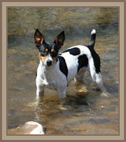 Hannah enjoying a swim