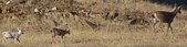 Albino Deer