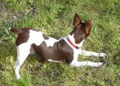 Rock-e-hill Smurphy Brown