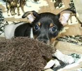 Rachel Puppies