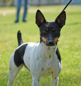 GRAND CHAMPION ROCK-E-HILL BELLA MIA