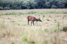 Snowqualimie, WA_Elk with Young
