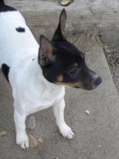 10-2013 Available Puppies