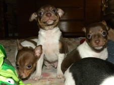 6-pack litter