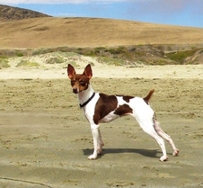 Champion Rosethorn Sidney