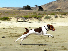 Champion Rosethorn Sidney