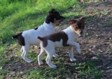The Chill Litter
