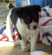 The Dixie Litter