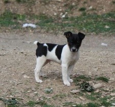 The Eclipse Litter
