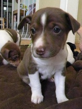 The Harmony Litter