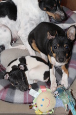 TheLittleLickersLitter