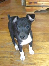 The Luv Litter