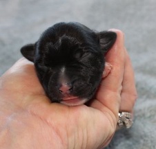 The ROMANCE litter