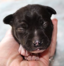 The ROMANCE litter