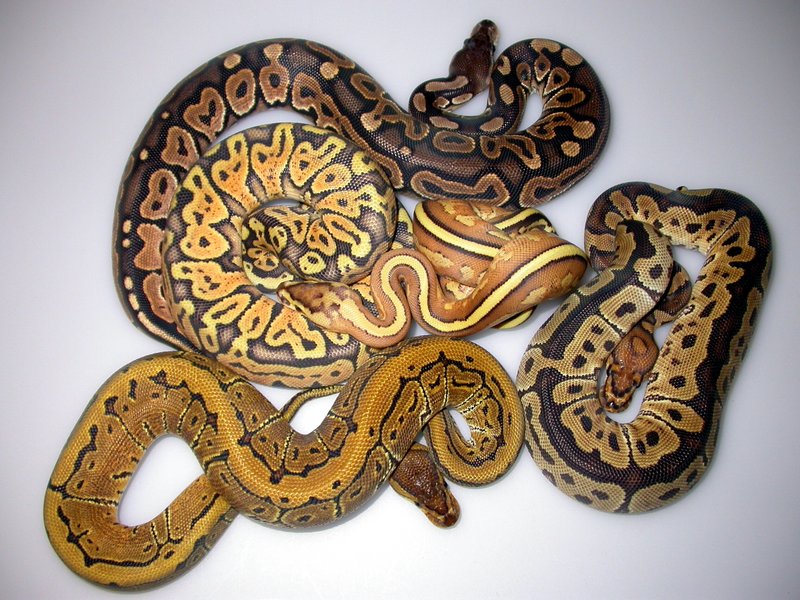 Royal Python