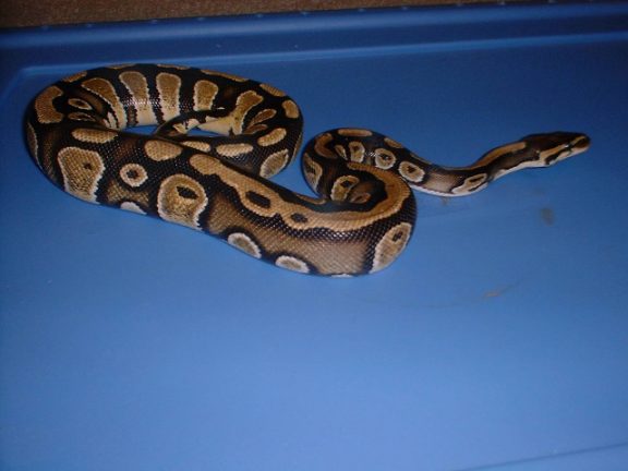 BALL PYTHON GALLERY