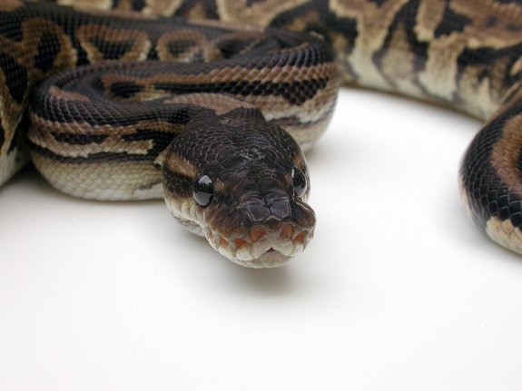 Royal Python Reptiles