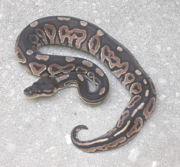 BALL PYTHON MORPHS