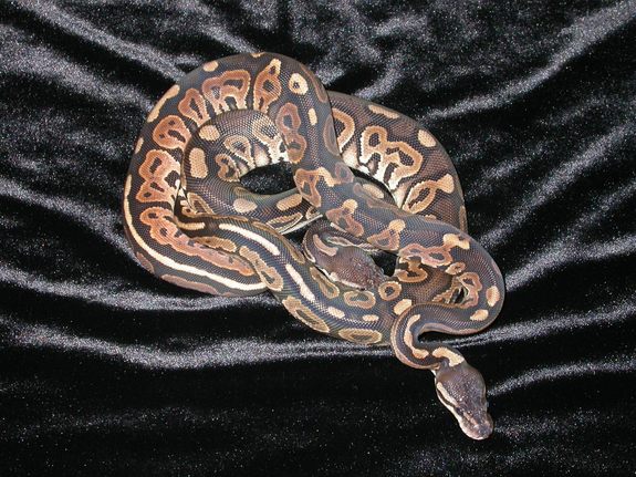 Royal Python Reptiles