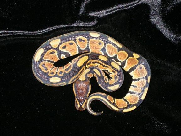 GENETIC STRIPE Ball Pythons