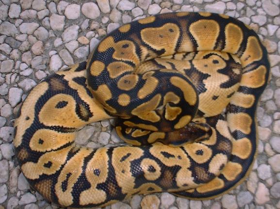 BALL PYTHONS