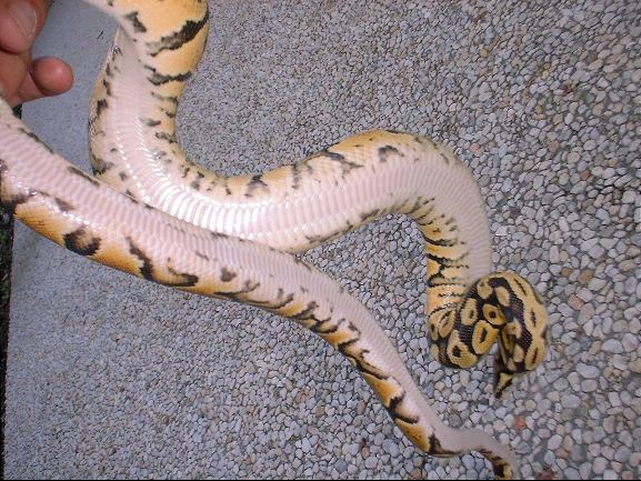 BALL PYTHONS