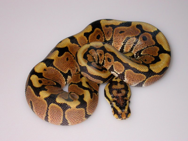 Royal Python Reptiles