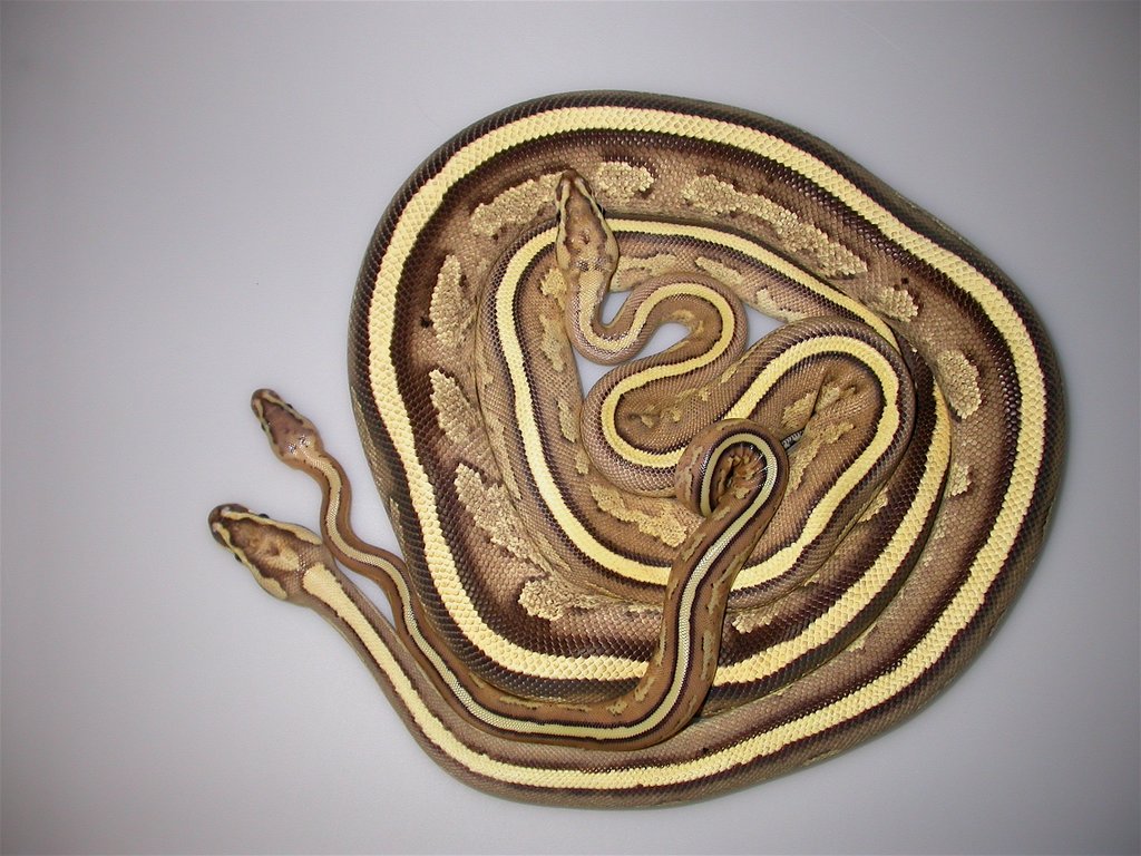 BALL PYTHONS