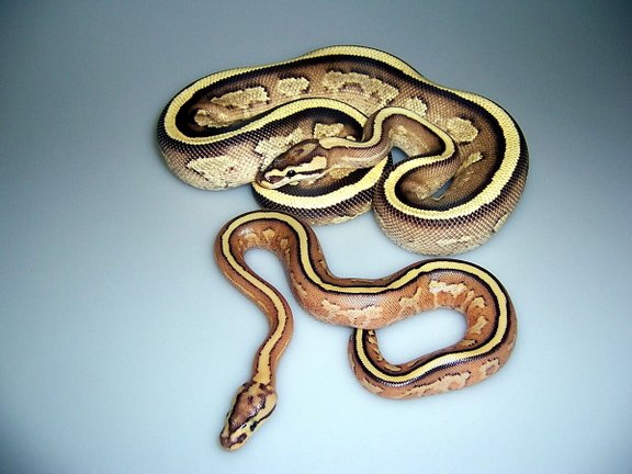 ROYAL PYTHON REPTILES
