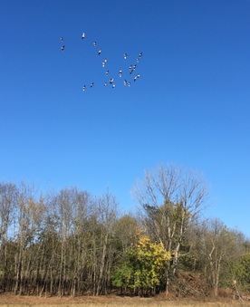 Enlarge photo 113