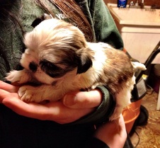 Shih Tzu Essie!!!