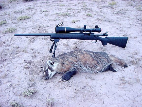 badger%204-1.jpg