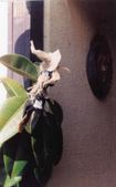 Enlarge photo 71