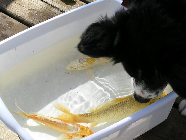 [Image: Zoe%20with%20fish%205-5-05.JPG]